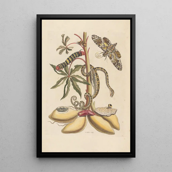 Dissertation über die Entstehung und die Transformationen der Insekten von Surinam Pl07 - Maria Sibylla Merian — gerahmtes Bild an der Wand