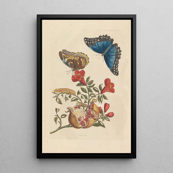 Dissertation sur la génération et les transformations des insectes de Surinam Pl10 - Maria Sibylla Merian — gerahmtes Bild an der Wand