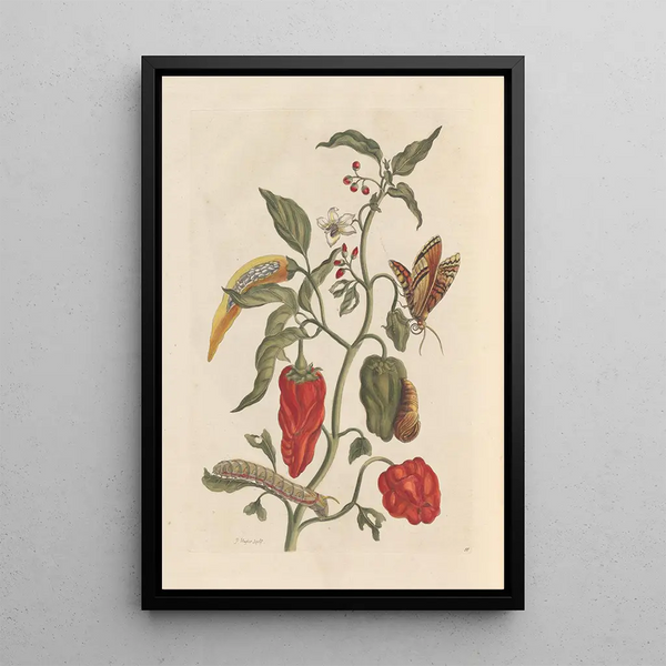 Dissertation über die Entstehung und die Transformationen der Insekten von Surinam Pl15 - Maria Sibylla Merian — gerahmtes Bild an der Wand