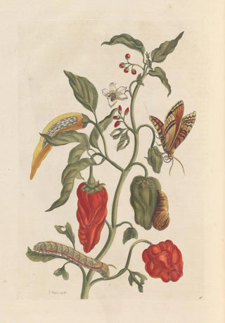 Maria Sibylla Merian - Dissertation sur la generation et les transformations des insectes de Surinam Pl15.webp