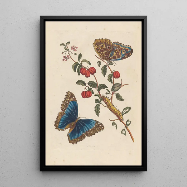 Dissertation über die Entstehung und die Transformationen der Insekten von Surinam Pl18 - Maria Sibylla Merian — gerahmtes Bild an der Wand