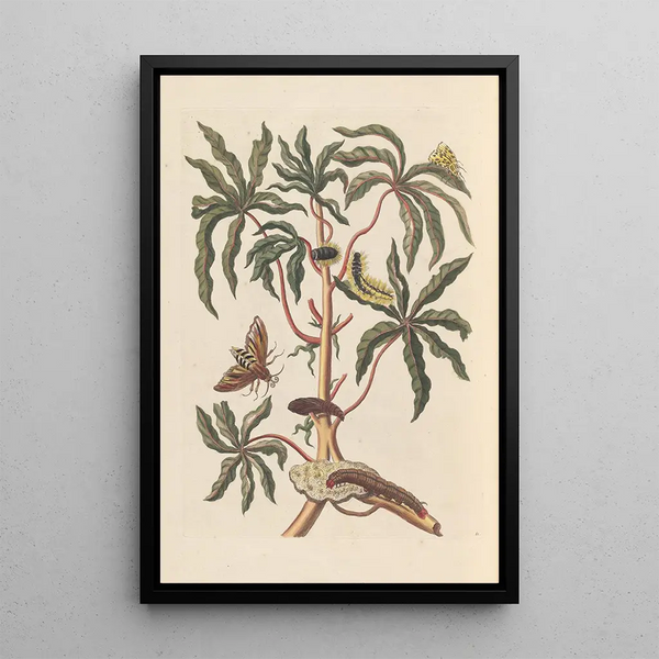 Dissertation über die Entstehung und die Transformationen der Insekten von Surinam Pl19 - Maria Sibylla Merian — gerahmtes Bild an der Wand