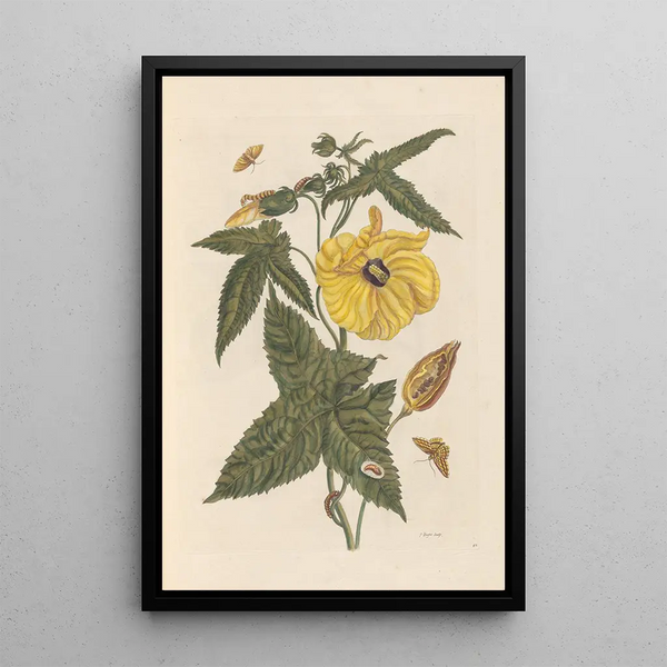 Dissertation über die Entstehung und die Transformationen der Insekten von Surinam Pl20 - Maria Sibylla Merian — gerahmtes Bild an der Wand