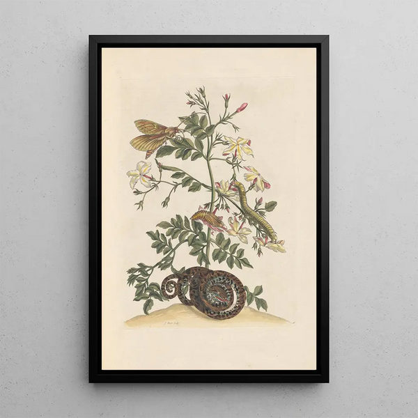 Dissertation über die Entstehung und die Transformationen der Insekten von Surinam Pl22 - Maria Sibylla Merian — gerahmtes Bild an der Wand