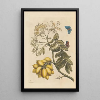 Maria Sibylla Merian - Dissertation sur la generation et les transformations des insectes de Surinam Pl24.webp