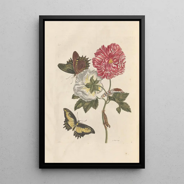Dissertation sur la génération et les transformations des insectes de Surinam Pl25 - Maria Sibylla Merian — gerahmtes Bild an der Wand