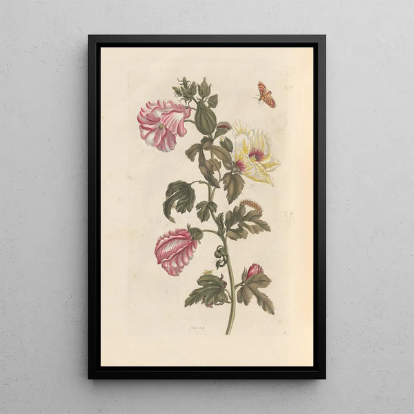 Dissertation über die Entstehung und die Transformationen der Insekten von Surinam Pl27 - Maria Sibylla Merian — gerahmtes Bild an der Wand