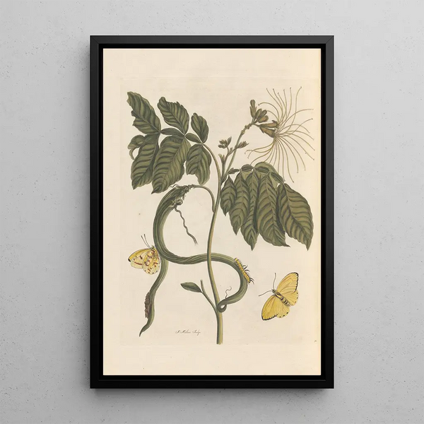 Dissertation über die Entstehung und Transformationen der Insekten von Surinam Pl28 - Maria Sibylla Merian — gerahmtes Bild an der Wand