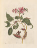 Dissertation über die Entstehung und die Transformationen der Insekten von Surinam Pl29 - Maria Sibylla Merian — Ansicht des Kunstwerks