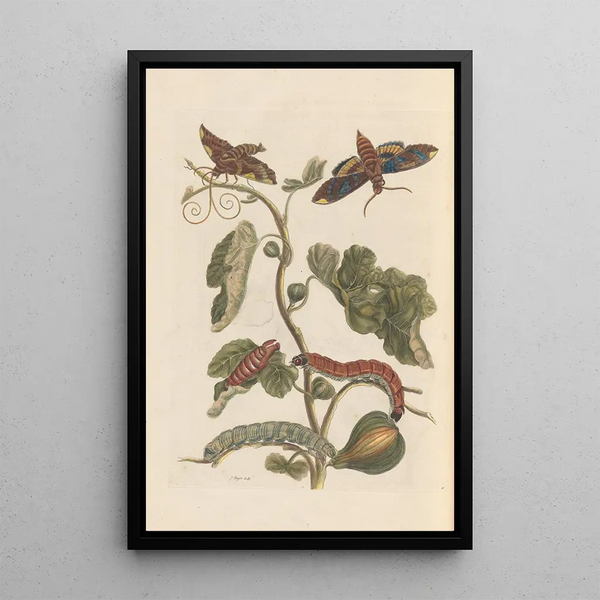 Dissertation über die Entstehung und die Transformationen der Insekten von Surinam Pl34 - Maria Sibylla Merian — gerahmtes Bild an der Wand