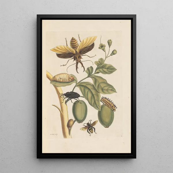 Dissertation sur la génération et les transformations des insectes de Surinam Pl35 - Maria Sibylla Merian — gerahmtes Bild an der Wand