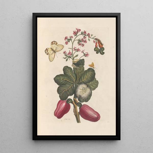 Dissertation über die Entstehung und die Transformationen der Insekten von Surinam Pl36 - Maria Sibylla Merian — gerahmtes Bild an der Wand