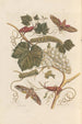 Dissertation über die Entstehung und die Transformationen der Insekten von Surinam Pl37 - Maria Sibylla Merian — Ansicht des Kunstwerks