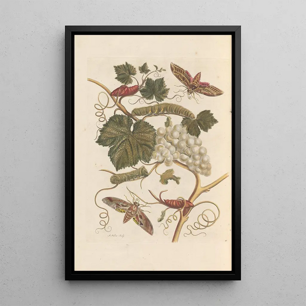 Dissertation über die Entstehung und die Transformationen der Insekten von Surinam Pl37 - Maria Sibylla Merian — gerahmtes Bild an der Wand