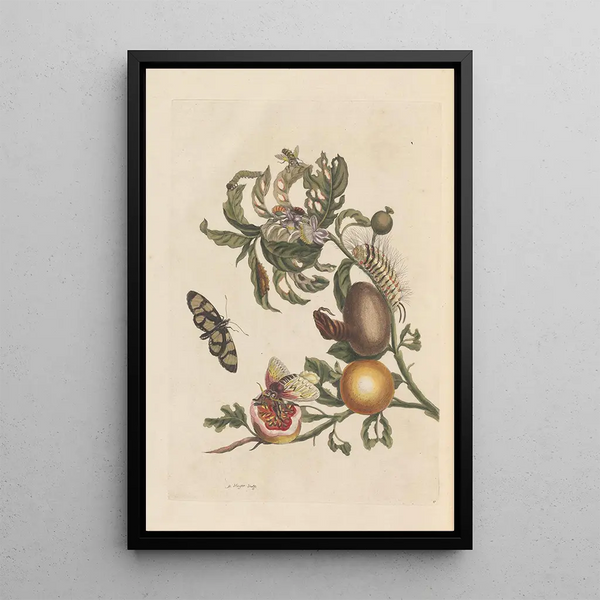 Dissertation über die Entstehung und die Transformationen der Insekten von Surinam Pl38 - Maria Sibylla Merian — gerahmtes Bild an der Wand