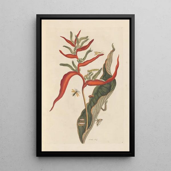 Dissertation über die Entstehung und die Transformationen der Insekten von Surinam Pl39 - Maria Sibylla Merian — gerahmtes Bild an der Wand