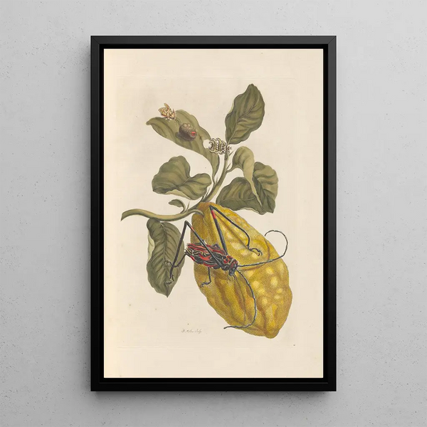 Dissertation sur la génération et les transformations des insectes de Surinam Pl40 - Maria Sibylla Merian — gerahmtes Bild an der Wand