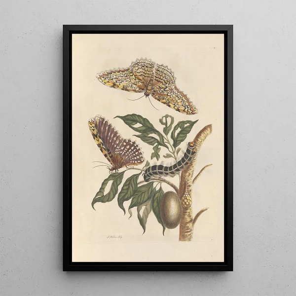 Dissertation über die Entstehung und die Transformationen der Insekten von Surinam Pl42 - Maria Sibylla Merian — gerahmtes Bild an der Wand