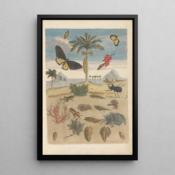 Dissertation über die Entstehung und die Transformationen der Insekten von Surinam Pl43 - Maria Sibylla Merian — gerahmtes Bild an der Wand