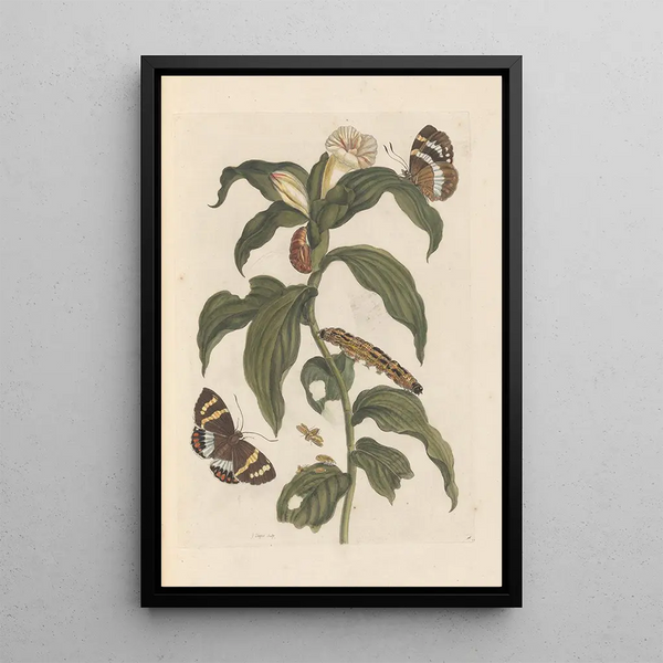 Dissertation über die Entstehung und die Transformationen der Insekten von Surinam Pl44 - Maria Sibylla Merian — gerahmtes Bild an der Wand