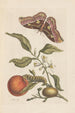 Dissertation über die Entstehung und die Transformationen der Insekten von Surinam Pl46 - Maria Sibylla Merian — Ansicht des Kunstwerks