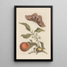 Dissertation über die Entstehung und die Transformationen der Insekten von Surinam Pl46 - Maria Sibylla Merian — gerahmtes Bild an der Wand