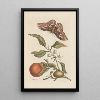 Maria Sibylla Merian - Dissertation sur la generation et les transformations des insectes de Surinam Pl46.webp