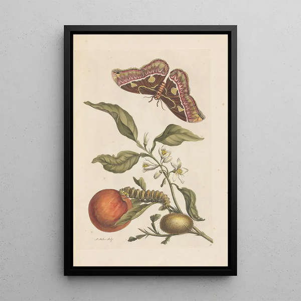 Dissertation über die Entstehung und die Transformationen der Insekten von Surinam Pl46 - Maria Sibylla Merian — gerahmtes Bild an der Wand