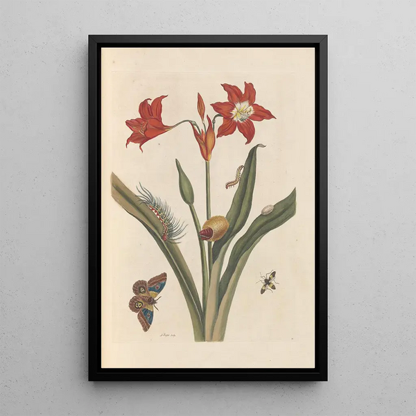 Dissertation über die Entstehung und die Transformationen der Insekten von Surinam Pl47 - Maria Sibylla Merian — gerahmtes Bild an der Wand
