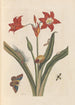 Dissertation über die Entstehung und die Transformationen der Insekten von Surinam Pl47 - Maria Sibylla Merian — Ansicht des Kunstwerks