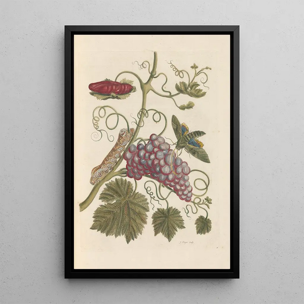 Dissertation über die Entstehung und die Transformationen der Insekten von Surinam Pl49 - Maria Sibylla Merian — gerahmtes Bild an der Wand