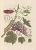 Dissertation über die Entstehung und die Transformationen der Insekten von Surinam Pl49 - Maria Sibylla Merian — Ansicht des Kunstwerks