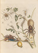 Dissertation über die Entstehung und die Transformationen der Insekten von Surinam Pl50 - Maria Sibylla Merian — Ansicht des Kunstwerks