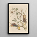 Dissertation über die Entstehung und die Transformationen der Insekten von Surinam Pl50 - Maria Sibylla Merian — gerahmtes Bild an der Wand