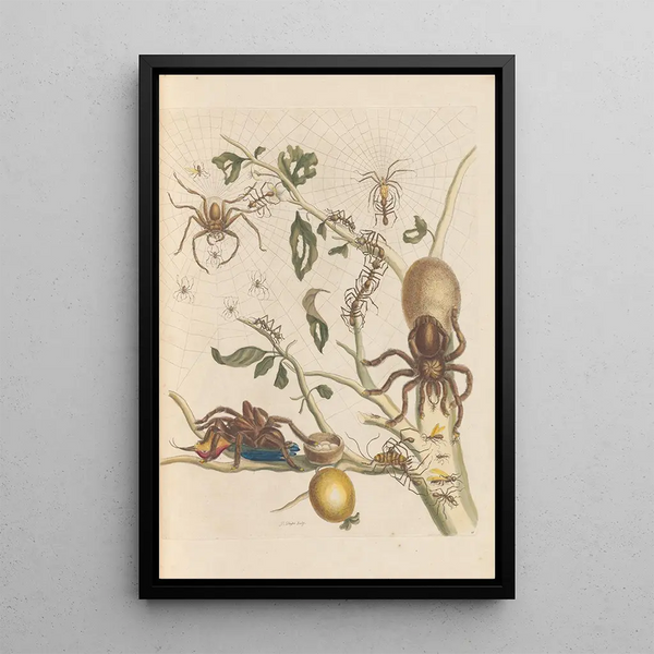 Dissertation über die Entstehung und die Transformationen der Insekten von Surinam Pl50 - Maria Sibylla Merian — gerahmtes Bild an der Wand