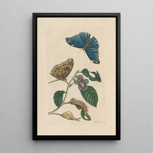 Dissertation über die Entstehung und die Transformationen der Insekten von Surinam Pl51 - Maria Sibylla Merian — gerahmtes Bild an der Wand