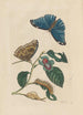 Dissertation über die Entstehung und die Transformationen der Insekten von Surinam Pl51 - Maria Sibylla Merian — Ansicht des Kunstwerks