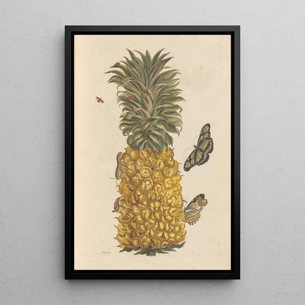 Dissertation über die Entstehung und die Transformationen der Insekten von Surinam Pl52 - Maria Sibylla Merian — gerahmtes Bild an der Wand
