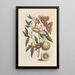 Dissertation über die Entstehung und die Transformationen der Insekten von Surinam Pl53 - Maria Sibylla Merian — gerahmtes Bild an der Wand