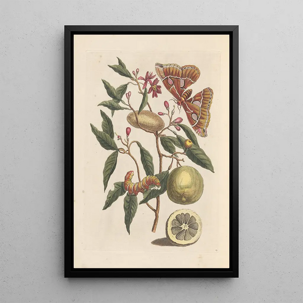 Dissertation über die Entstehung und die Transformationen der Insekten von Surinam Pl53 - Maria Sibylla Merian — gerahmtes Bild an der Wand