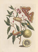 Dissertation über die Entstehung und die Transformationen der Insekten von Surinam Pl53 - Maria Sibylla Merian — Ansicht des Kunstwerks