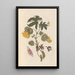 Dissertation über die Entstehung und die Transformationen der Insekten von Surinam Pl54 - Maria Sibylla Merian — gerahmtes Bild an der Wand