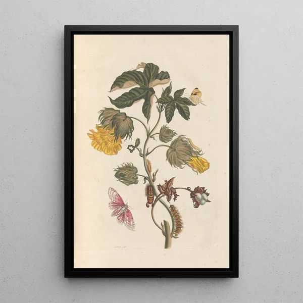 Dissertation über die Entstehung und die Transformationen der Insekten von Surinam Pl54 - Maria Sibylla Merian — gerahmtes Bild an der Wand