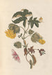Dissertation über die Entstehung und die Transformationen der Insekten von Surinam Pl54 - Maria Sibylla Merian — Ansicht des Kunstwerks