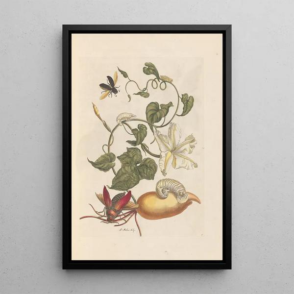 Dissertation über die Entstehung und die Transformationen der Insekten von Surinam Pl56 - Maria Sibylla Merian — gerahmtes Bild an der Wand