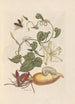 Dissertation über die Entstehung und die Transformationen der Insekten von Surinam Pl56 - Maria Sibylla Merian — Ansicht des Kunstwerks