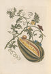 Dissertation über die Entstehung und die Transformationen der Insekten von Surinam Pl57 - Maria Sibylla Merian — Ansicht des Kunstwerks