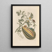 Dissertation über die Entstehung und die Transformationen der Insekten von Surinam Pl57 - Maria Sibylla Merian — gerahmtes Bild an der Wand