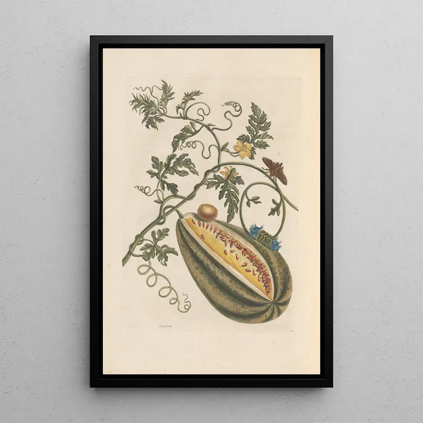 Dissertation über die Entstehung und die Transformationen der Insekten von Surinam Pl57 - Maria Sibylla Merian — gerahmtes Bild an der Wand