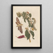 Dissertation über die Entstehung und die Transformationen der Insekten von Surinam Pl58 - Maria Sibylla Merian — gerahmtes Bild an der Wand